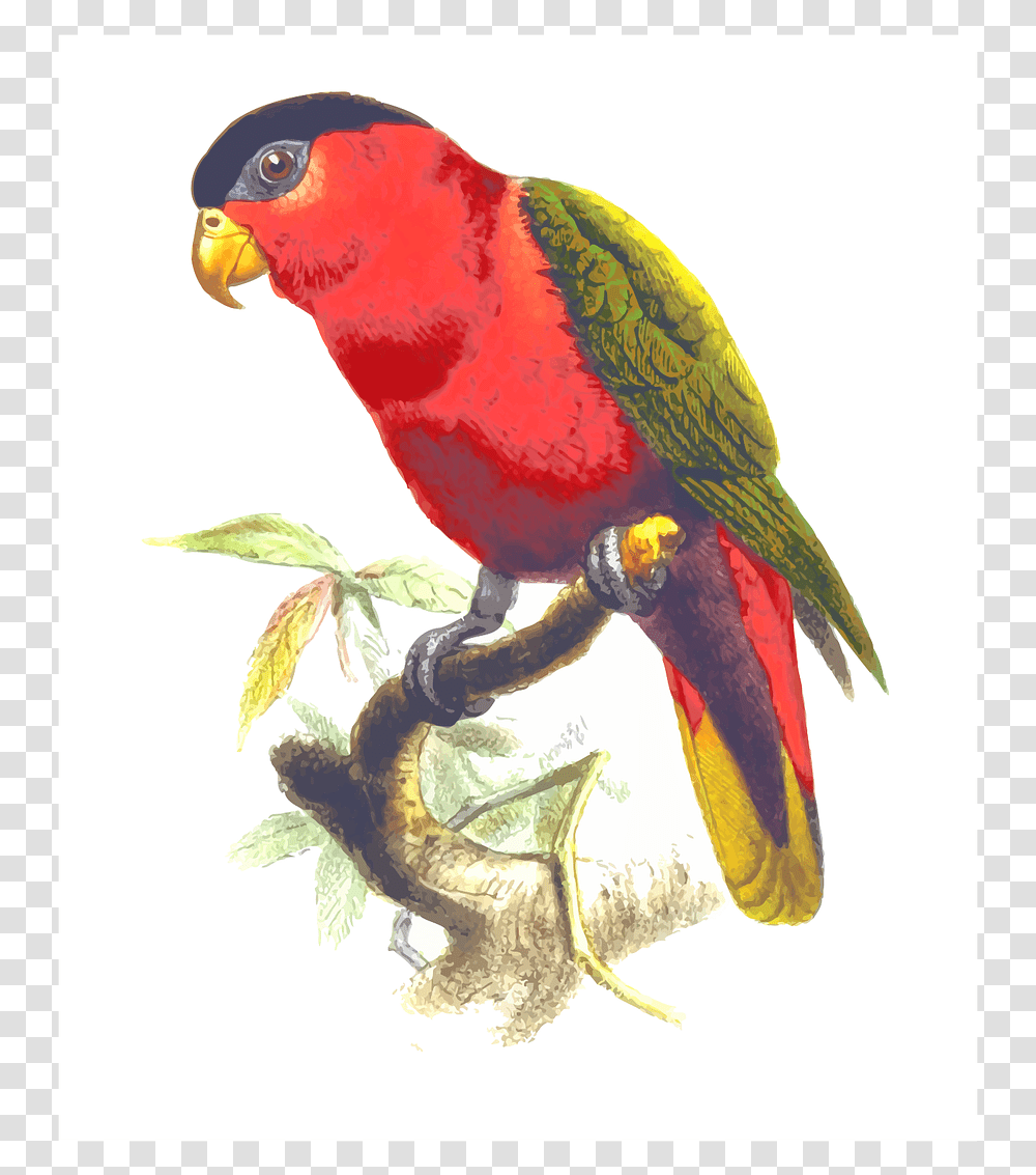 Gambar Burung Nuri Animasi, Bird, Animal, Parrot, Macaw Transparent Png