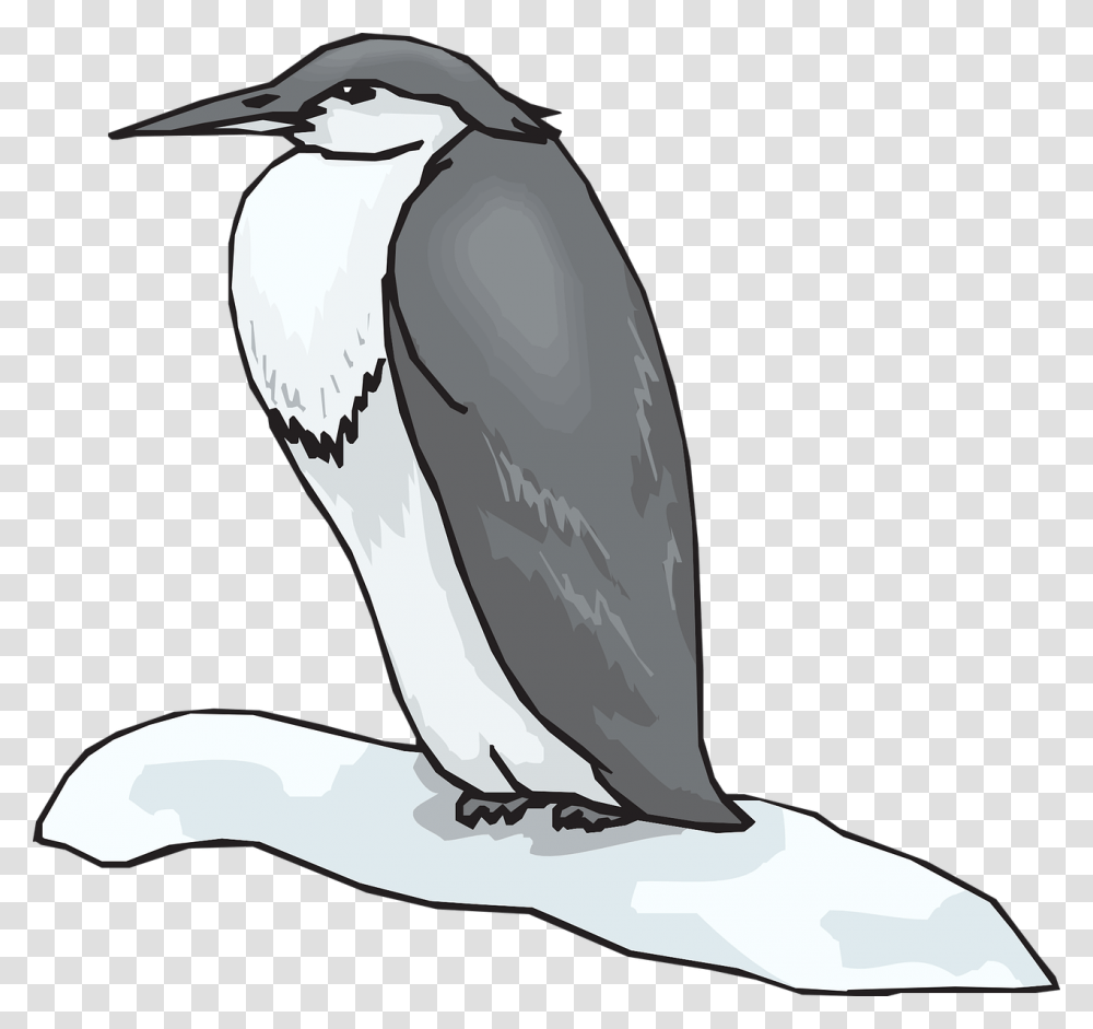 Gambar Keren Hitam Putih Penguin, Animal, Bird, Waterfowl, Cormorant Transparent Png