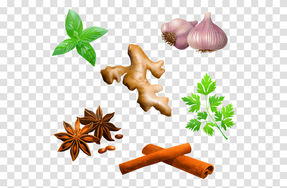 Gambar Rempah Rempah Kartun, Plant, Fungus, Spice, Leaf Transparent Png