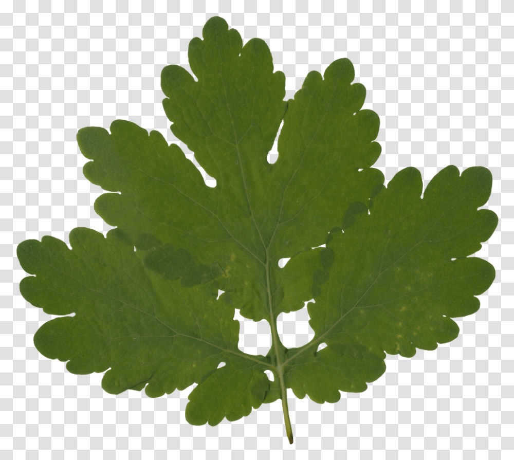 Gambel Oak, Leaf, Plant, Bird, Animal Transparent Png