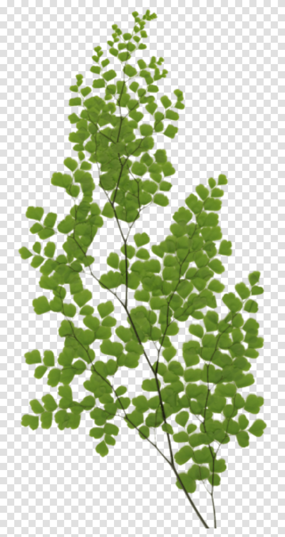 Gambel Oak, Leaf, Plant, Tree, Green Transparent Png