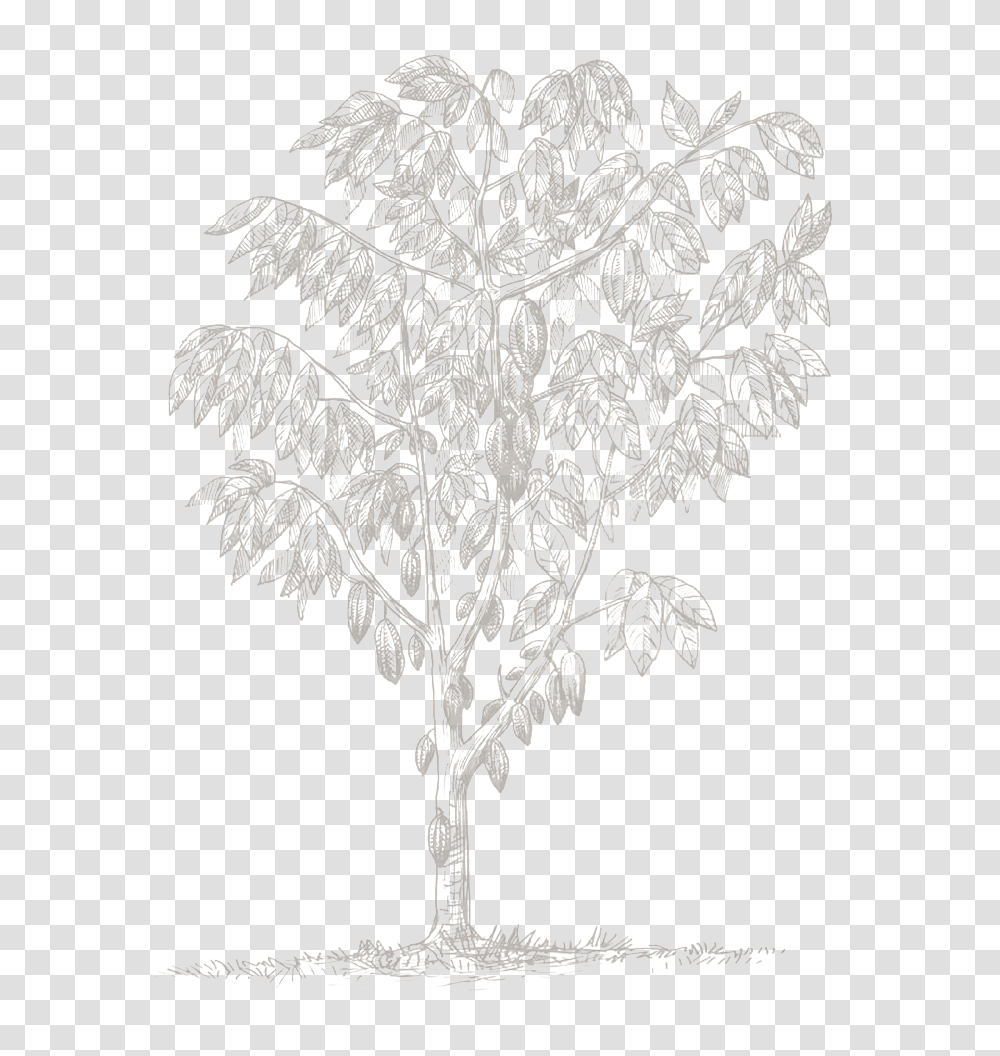 Gambel Oak, Snowflake, Plant, Cross Transparent Png