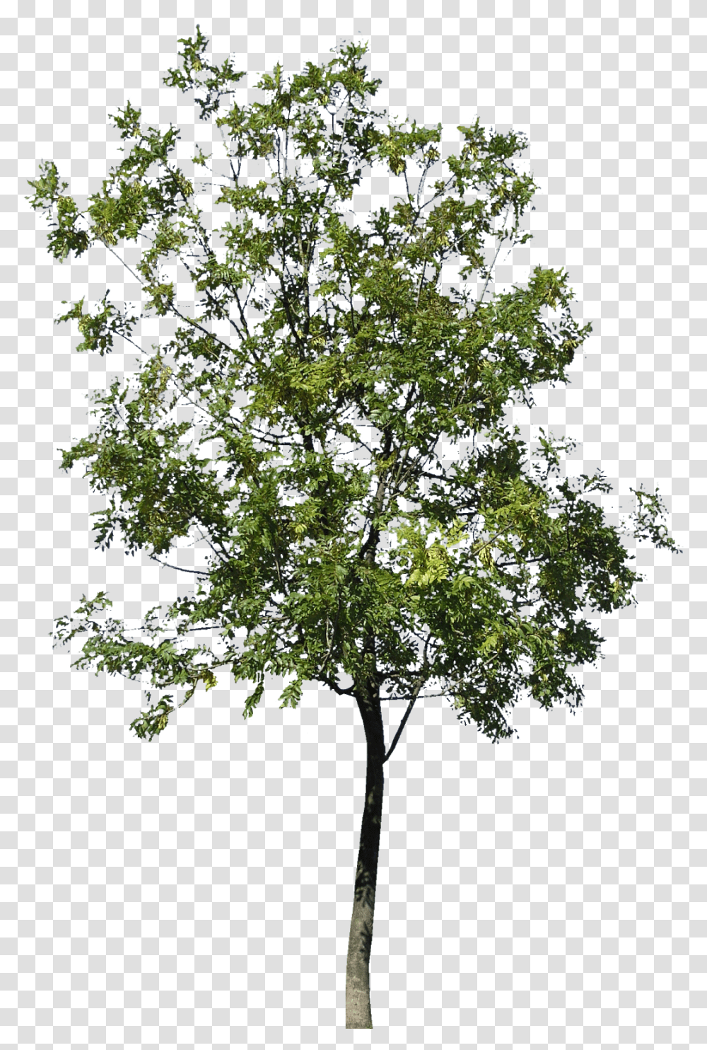 Gambel Oak, Tree, Plant, Maple, Conifer Transparent Png