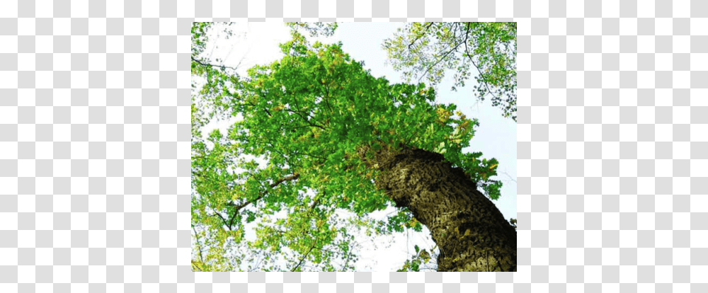 Gambel Oak, Tree, Plant, Sycamore, Tree Trunk Transparent Png