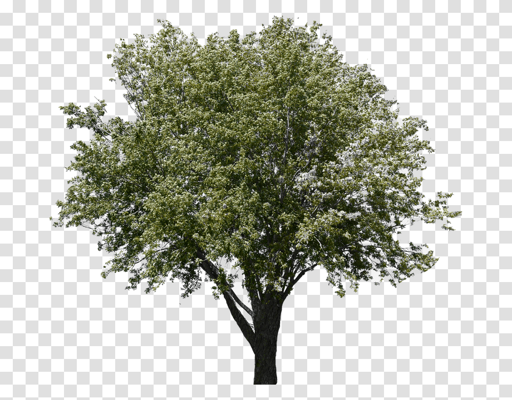 Gambel Oak, Tree, Plant, Tree Trunk Transparent Png