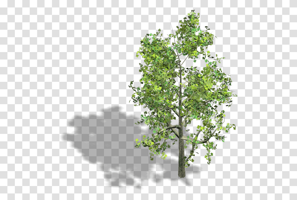 Game Art Isometric Tree, Plant, Oak, Green, Sycamore Transparent Png