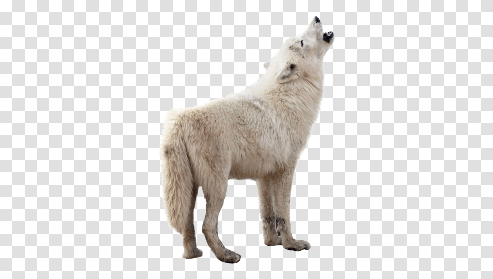 Game Of Thrones Playfield Character Game Of Thrones Wolf, Mammal, Animal, White Dog, Pet Transparent Png
