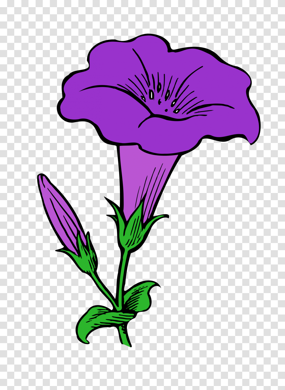 Gamopetalous, Plant, Flower, Blossom, Geranium Transparent Png