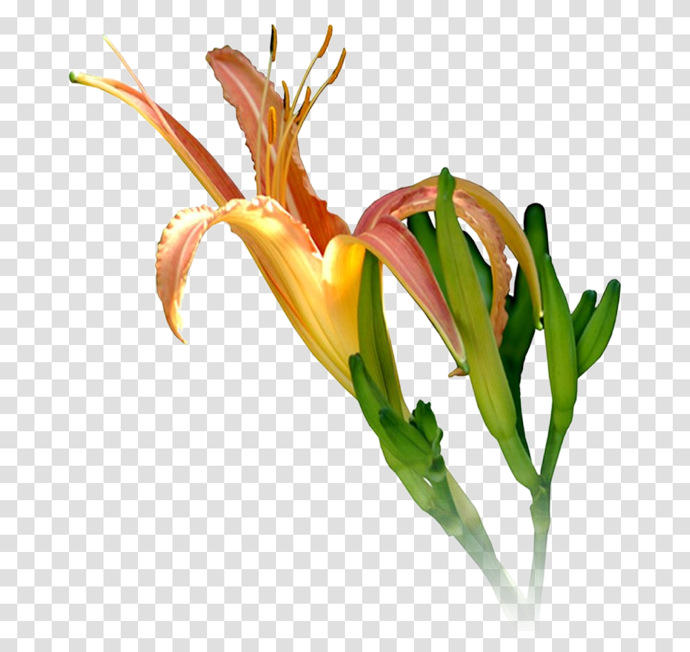 Ganesh High Resolution Lily, Plant, Flower, Blossom Transparent Png