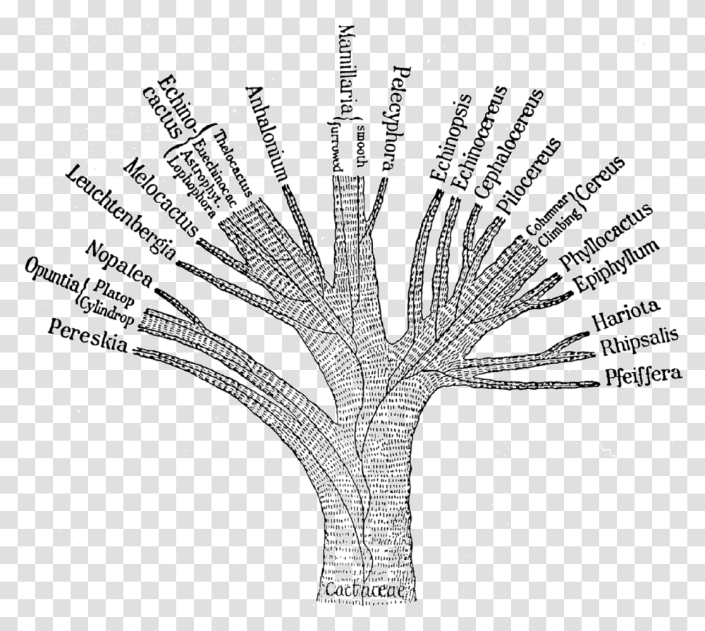 Ganong Cactaceae Phylogenetic Tree 1898 Taxonomy Tree, Nature, Outdoors, Night Transparent Png
