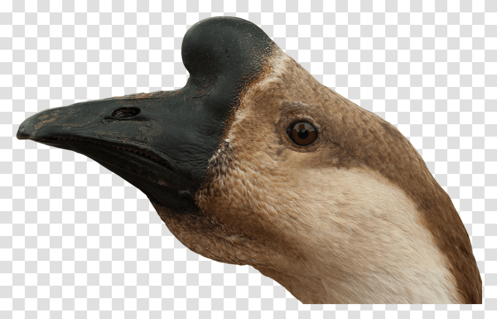 Ganso Cabeza Download Goose Head, Beak, Bird, Animal, Duck Transparent Png