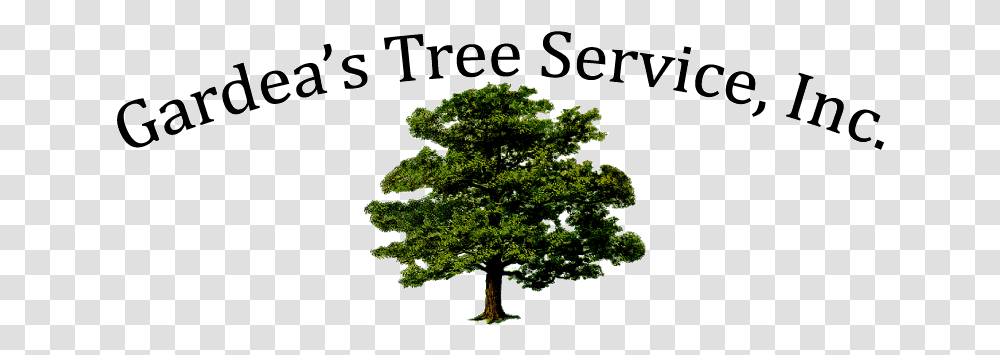 Gardea Tree Service Mighty Oaks Little Acorns Grow, Plant, Sycamore, Potted Plant, Vase Transparent Png
