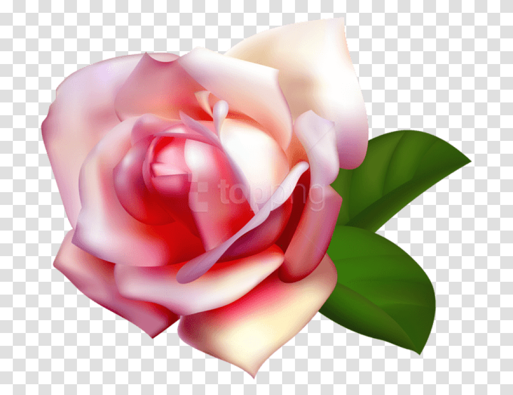 Garden Clipart Background Background Rose Pink, Flower, Plant, Blossom, Petal Transparent Png