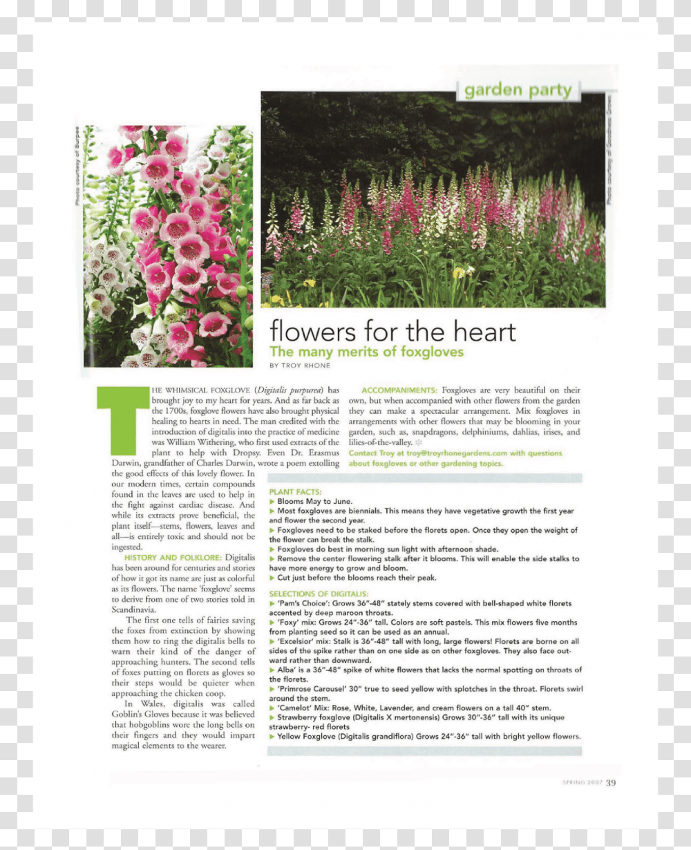 Garden Designer Fox Gloves Orchid, Plant, Flower, Blossom, Flyer Transparent Png