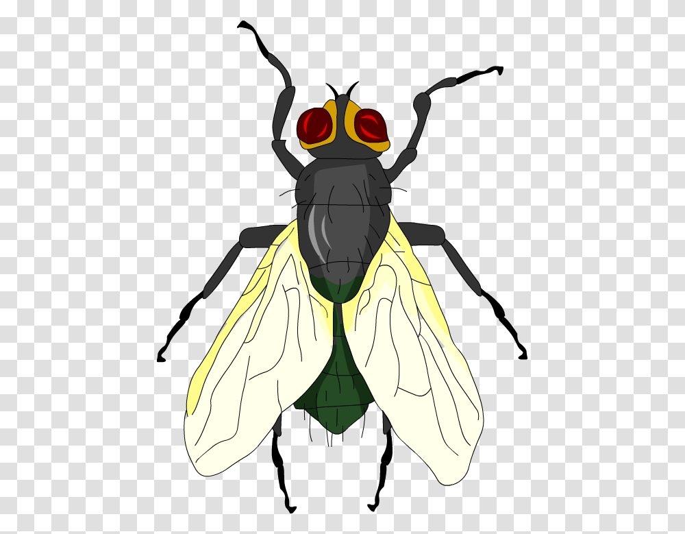 Garden Detective Explore An Australian Garden, Wasp, Bee, Insect, Invertebrate Transparent Png