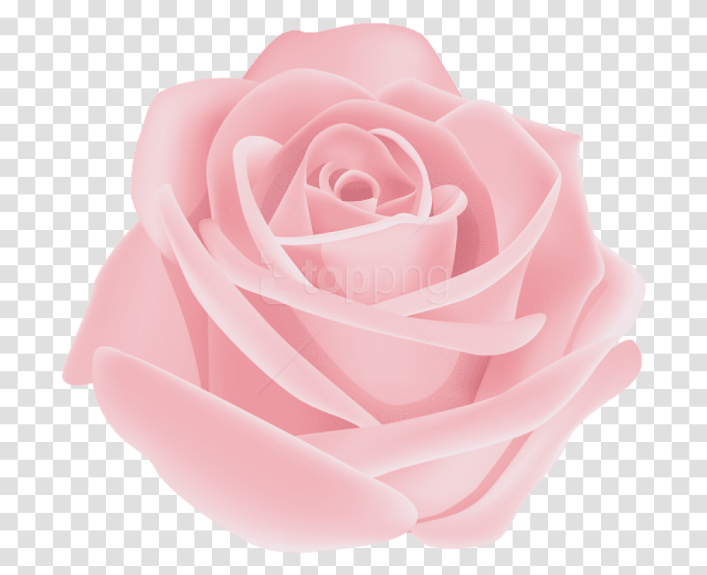 Garden Familyhybrid Tea Roseplantrose Centifoliaflowering Rose Pink Flower, Blossom, Petal Transparent Png