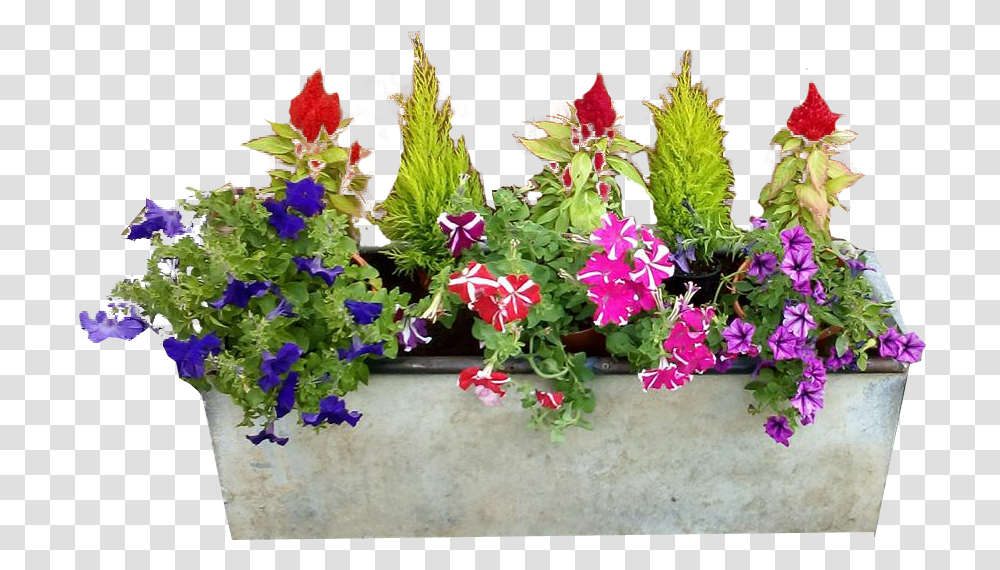Garden Free Images Window Flower Box, Geranium, Plant, Purple, Flower Arrangement Transparent Png
