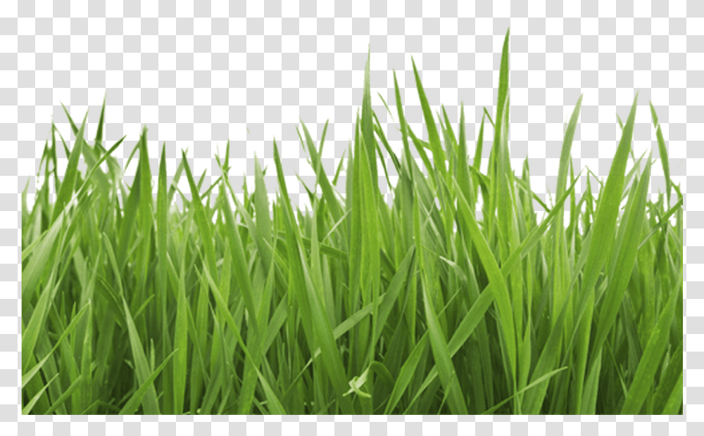 Garden Grass Grass Image White Background, Plant, Lawn Transparent Png