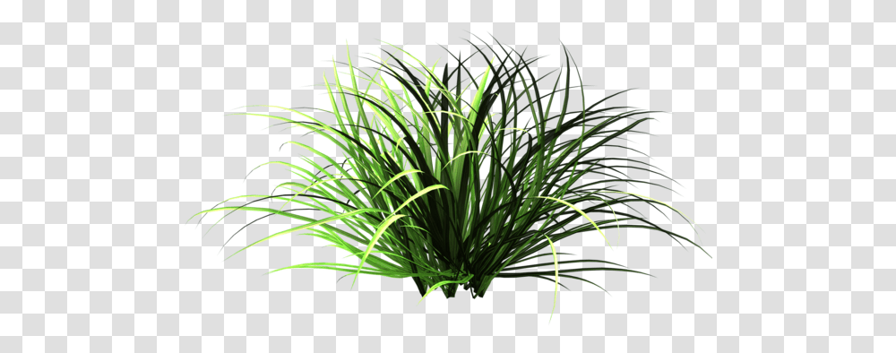 Garden Grass, Plant, Vegetation, Bush, Agavaceae Transparent Png