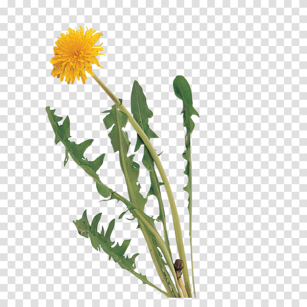 Garden Identifier Weed Seedlings, Plant, Flower, Blossom, Dandelion Transparent Png