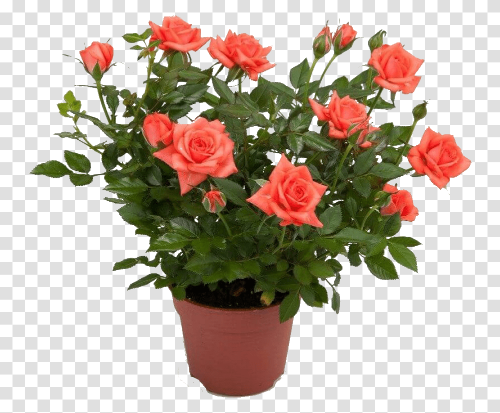 Garden Indoor Plants Planting Flowers Roses In Pot, Blossom, Flower Arrangement, Flower Bouquet, Geranium Transparent Png