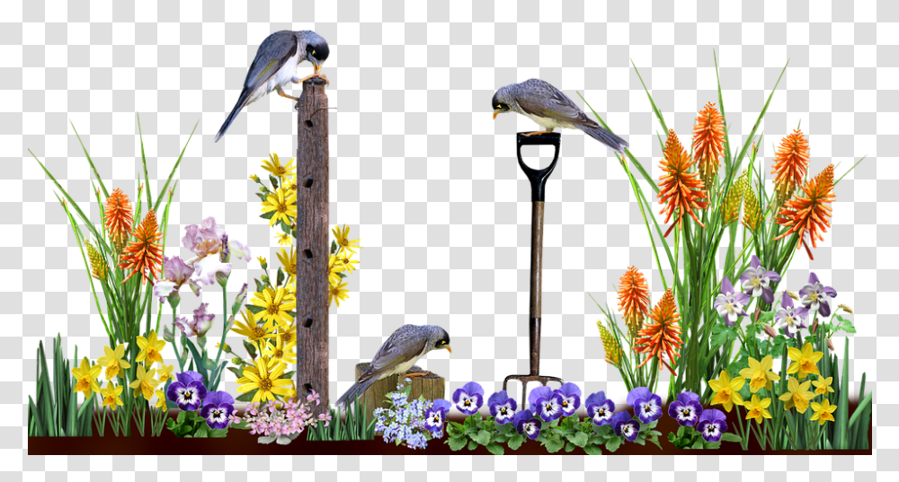 Garden, Jay, Bird, Animal, Bluebird Transparent Png