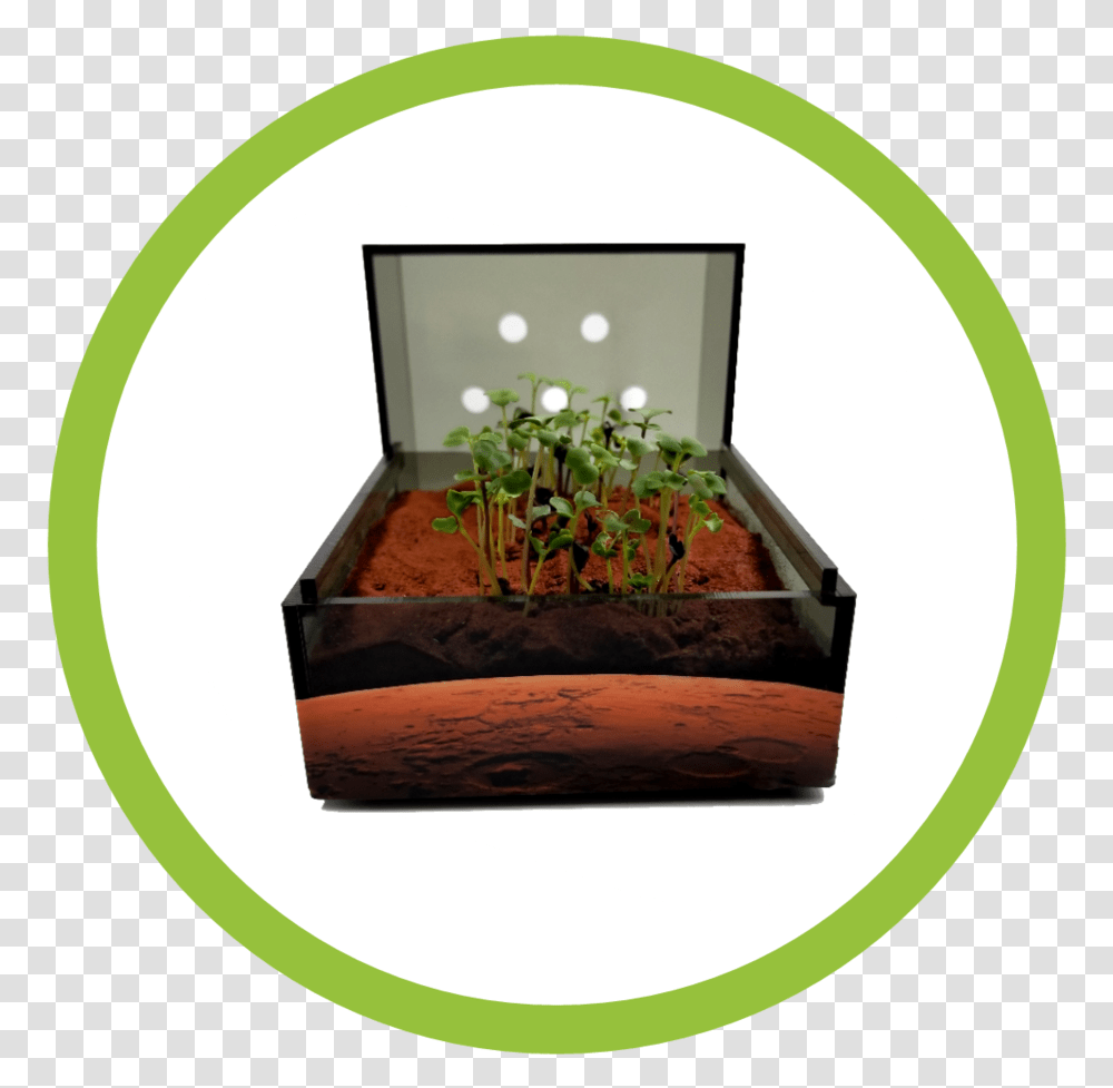 Garden Martian Garden, Plant, Flower, Vegetation, Jar Transparent Png