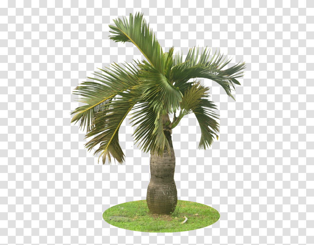 Garden Palm Tree, Plant, Arecaceae, Bird, Animal Transparent Png