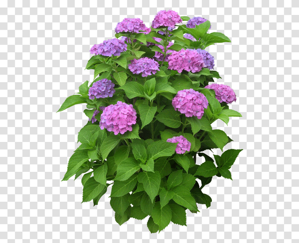 Garden Phlox Flower Plant, Geranium, Blossom, Vegetation, Bush Transparent Png