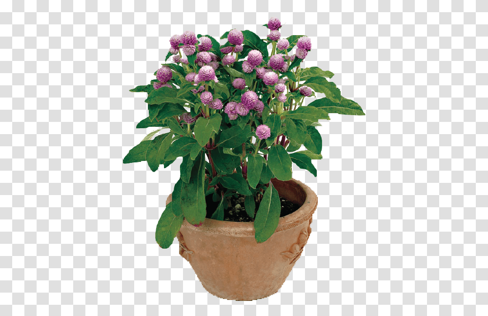 Garden Plants, Flower, Blossom, Potted Plant, Vase Transparent Png