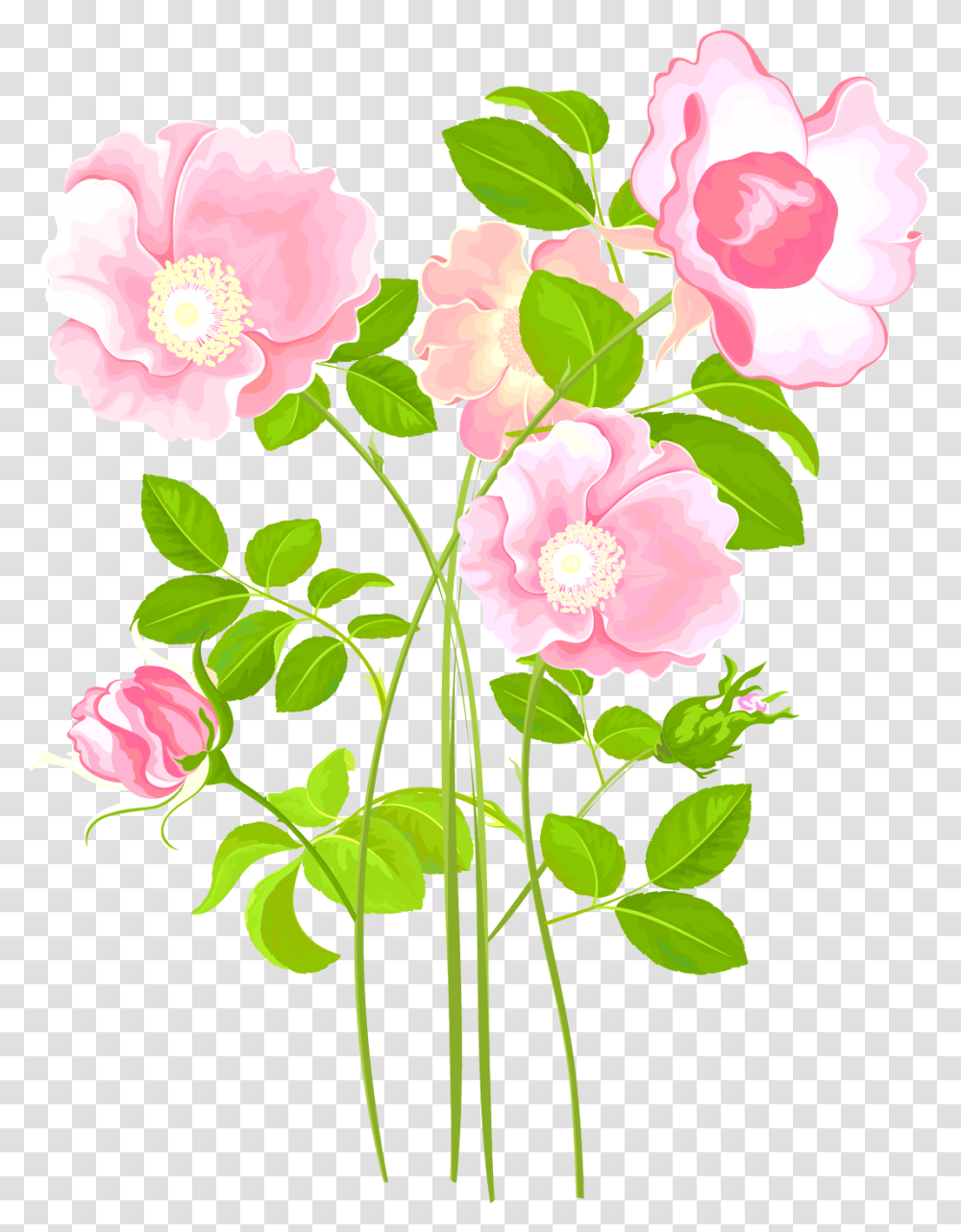 Garden Plants Garden Roses, Flower, Blossom, Hibiscus, Peony Transparent Png