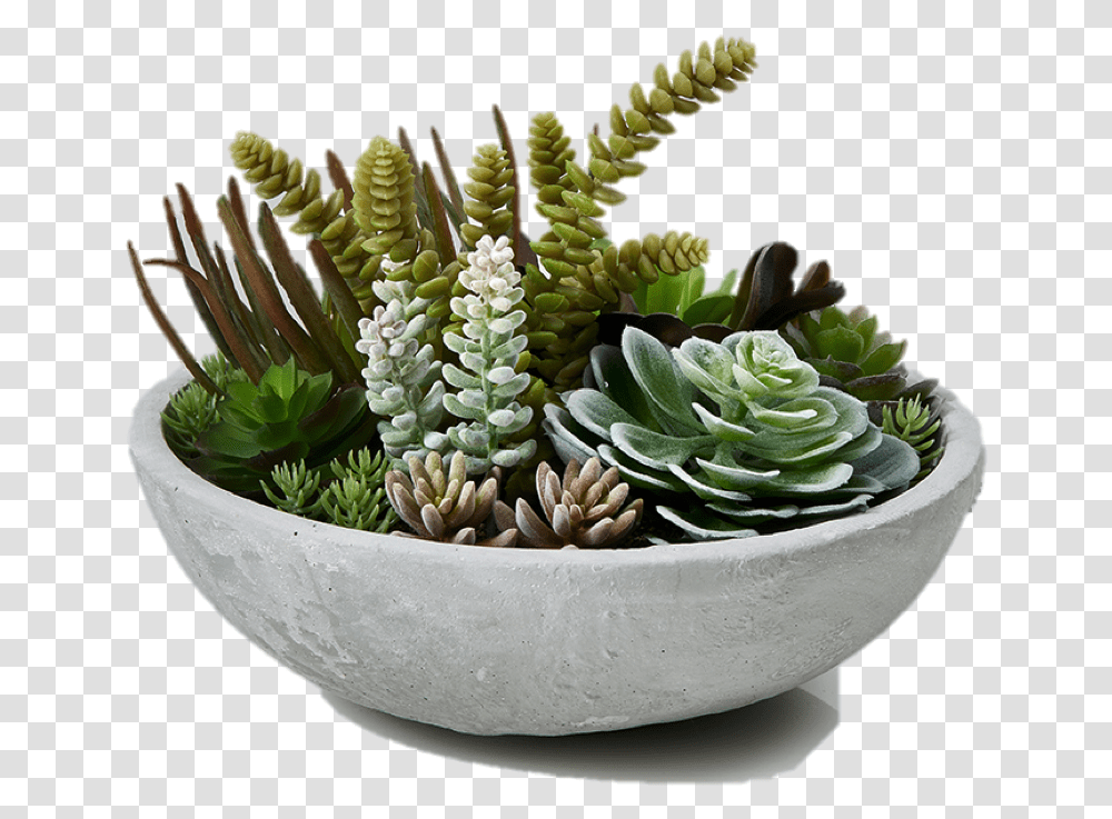 Garden Plants Succulent Bowl Flowerpot Table Plant, Tabletop, Furniture, Pattern, Banana Transparent Png