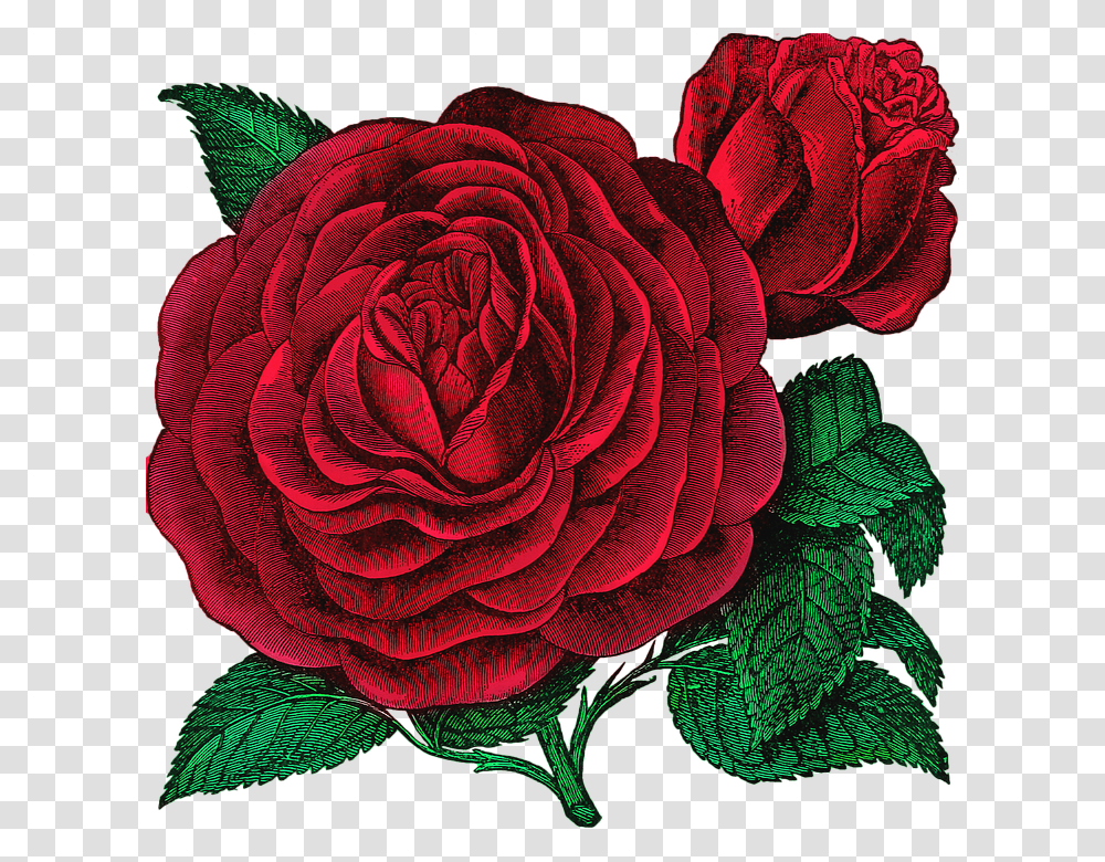 Garden, Rose, Flower, Plant, Blossom Transparent Png
