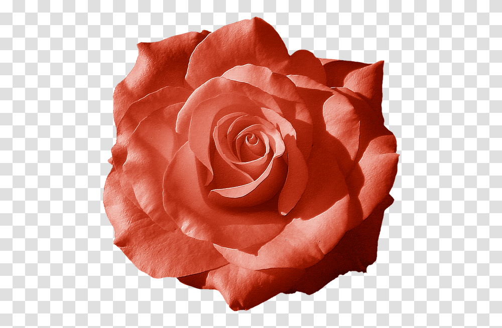 Garden, Rose, Flower, Plant, Blossom Transparent Png