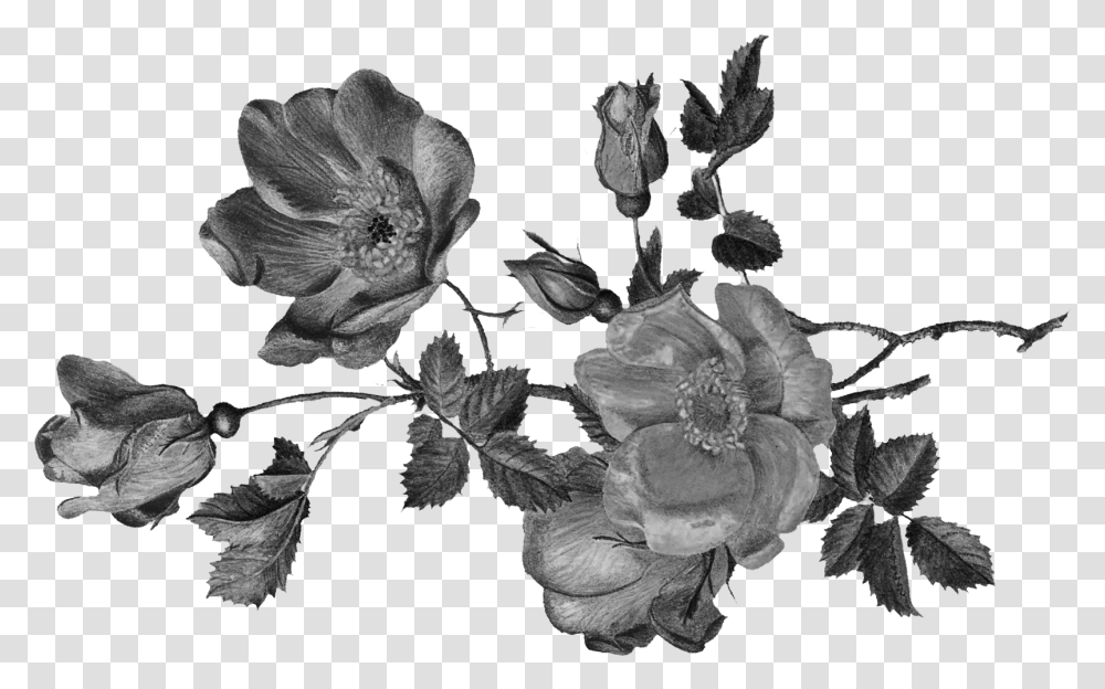 Garden Roses, Acanthaceae, Flower, Plant, Blossom Transparent Png