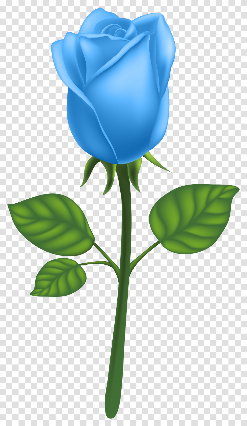 Garden Roses Adobe Illustrator Clip Art Blue, Flower, Plant, Blossom, Leaf Transparent Png