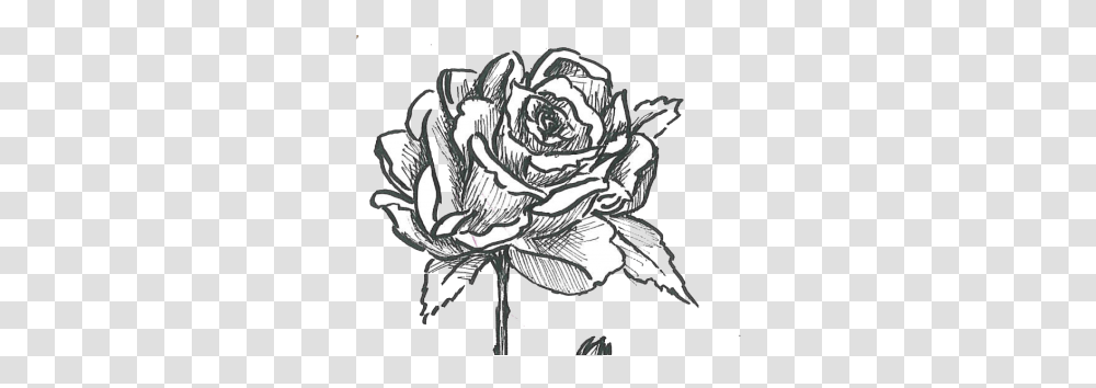 Garden Roses, Drawing, Sketch, Plant Transparent Png