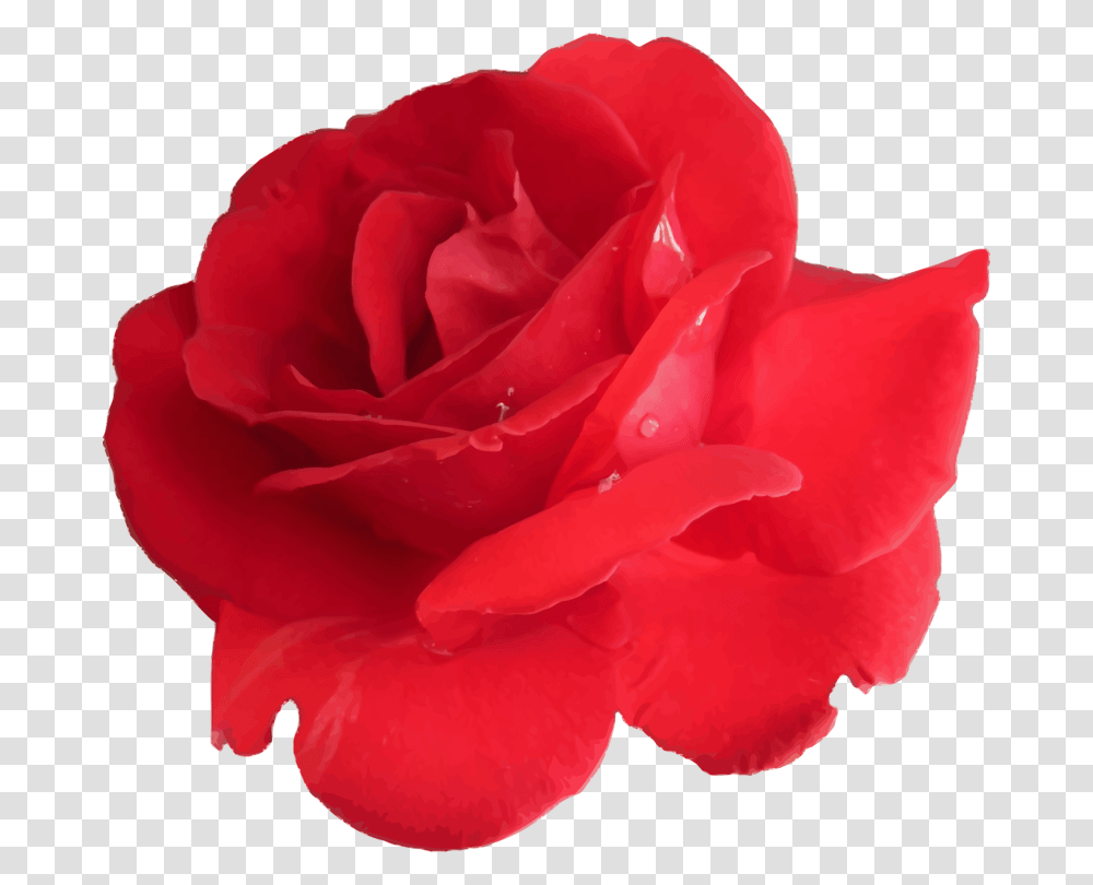 Garden Roses Cabbage Rose Floribunda China Rose Petal Free, Flower, Plant, Blossom Transparent Png