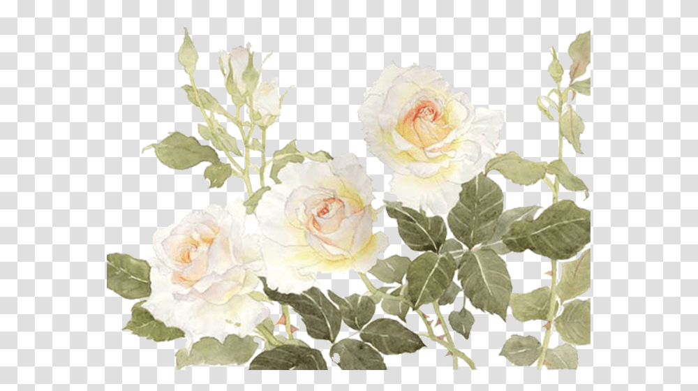 Garden Roses Centifolia Roses Flower White White Flower Watercolor, Plant, Blossom Transparent Png