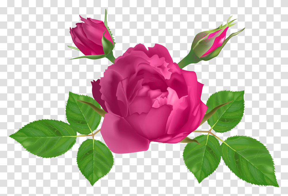Garden Roses Clipart Download Rosa Rosadas Horizontales Transparent Png