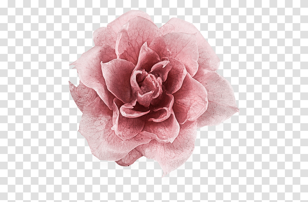 Garden Roses, Dahlia, Flower, Plant, Blossom Transparent Png