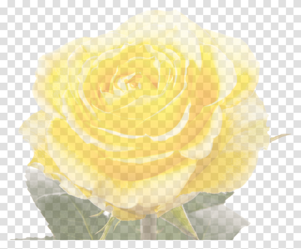 Garden Roses Download Floribunda, Flower, Plant, Blossom, Petal Transparent Png