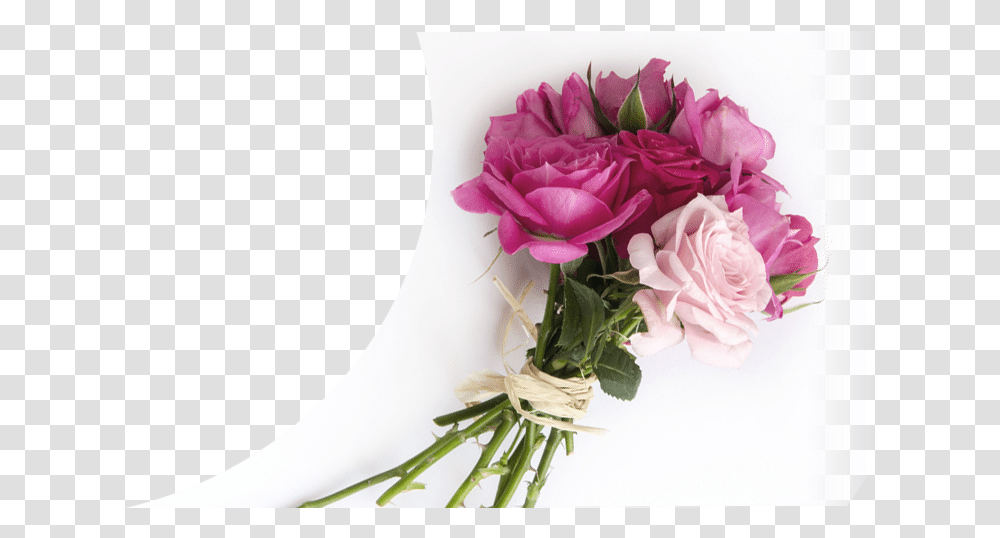 Garden Roses, Floral Design, Pattern Transparent Png