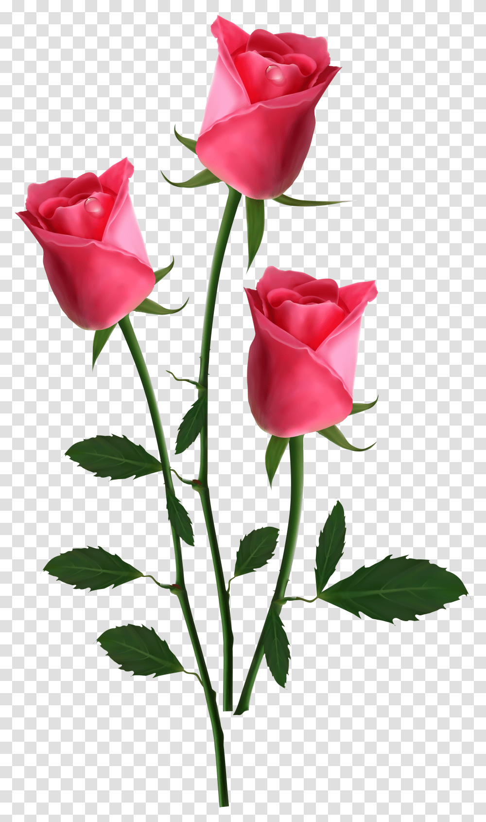 Garden Roses Flower Clip Art New Happy Valentines Day, Plant, Blossom, Petal Transparent Png