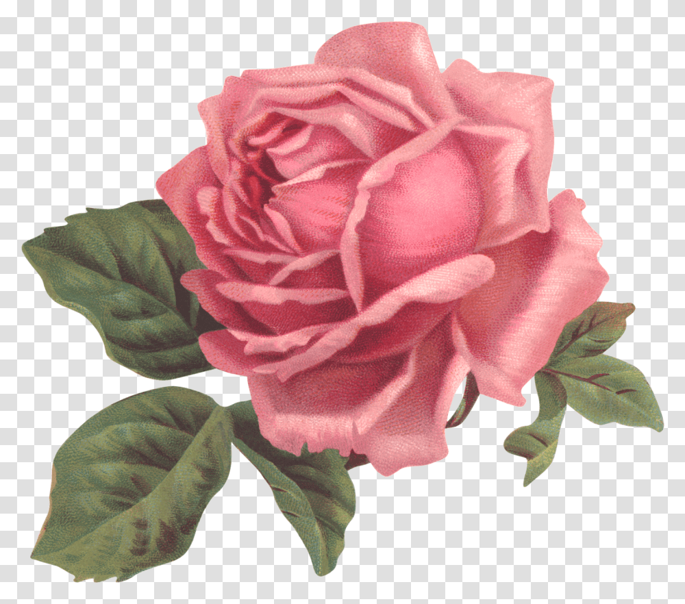 Garden Roses Flower Pink Floral Design Pink Rose, Plant, Blossom, Petal, Carnation Transparent Png