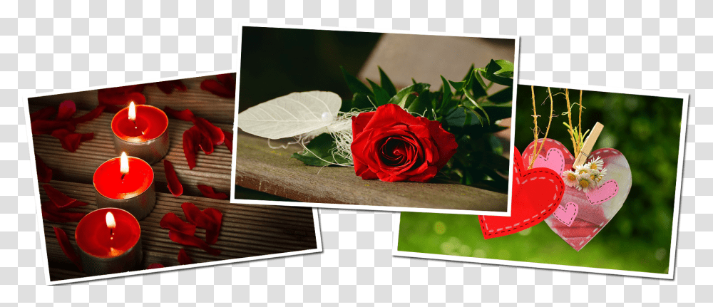 Garden Roses, Flower, Plant, Blossom, Candle Transparent Png