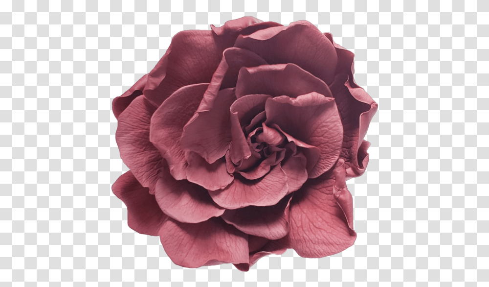 Garden Roses, Flower, Plant, Blossom, Carnation Transparent Png