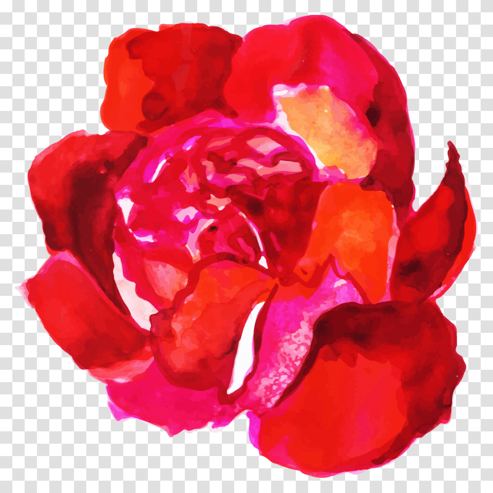 Garden Roses, Flower, Plant, Blossom, Carnation Transparent Png