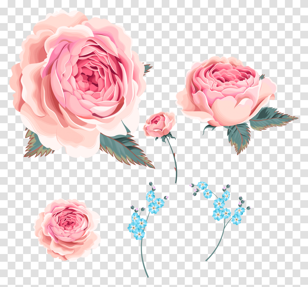 Garden Roses, Flower, Plant, Blossom, Floral Design Transparent Png