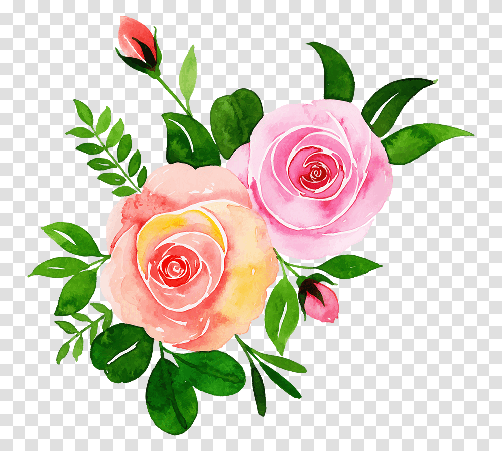 Garden Roses, Flower, Plant, Blossom, Flower Arrangement Transparent Png